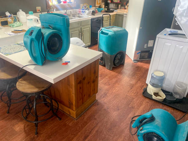 Best Mold removal after water damage  in Hybla Lley, VA