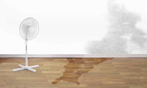 Best Water damage cleanup near me  in Hybla Lley, VA